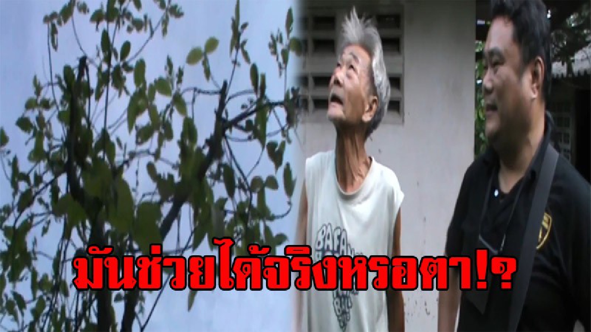 แถไปเรื่อยเปื่อย!! ตร.รวบ ตาวัย66 แอบปลูกต้นกระท่อม อ้างนำไว้กินป้องกัน อาการหย่อนสมรรถภาพทางเพศ!? (มีคลิป)