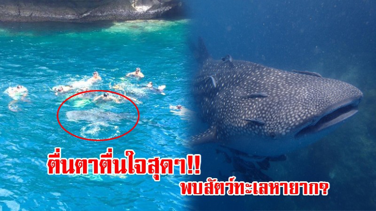ตื่นตาตื่นใจสุดๆ!? ทีมฝึกหลักสูตรกู้ภัยทางทะเล ปลื้มหนัก หลังพบฉลามวาฬ 2 ตัว โผล่เล่นน้ำ ขณะสอบน้ำในทะเลอ่าวไทย (มีคลิป)