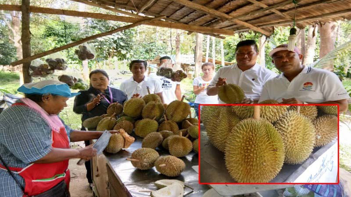 ห้ามพลาดเด็ดขาด!! ทุเรียนพื้นเมือง ทุเรียนบ้าน คลองแสง มรดกทรงคุณค่านับร้อยปี กับรสชาติที่โดเด่น ที่ใครๆก็ต้องลอง (มีคลิป)