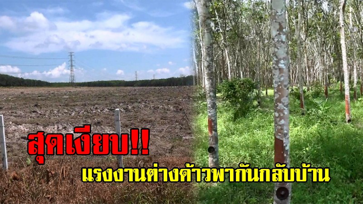 สุดเงียบเหงา!! พรบ.แรงงานต่างด้าว เลื่อน 6 เดือน ก็ยังมีผลกระทบ ชาวสวนหลายแห่งขาดแรงงาน เนื่องจากมีโทษรุนแรงปรับสูงถึง 400,000 บาท (มีคลิป)