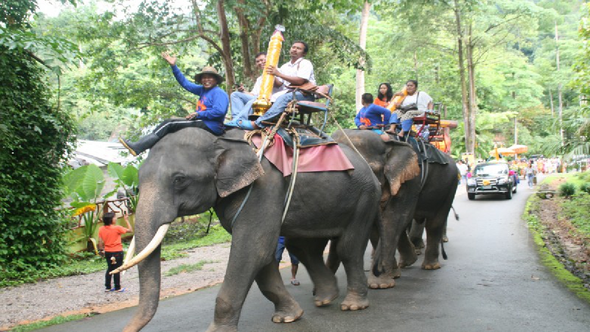งานช้างจริงๆ!! ชุมชนอุทยานแห่งชาติเขาสกร่วมกับภาครัฐและเอกชน จัดแห่เทียนพรรษาไปตามท้องถนน พิเศษนำช้างมาร่วมแห่เทียนเข้าพรรษา (มีคลิป)