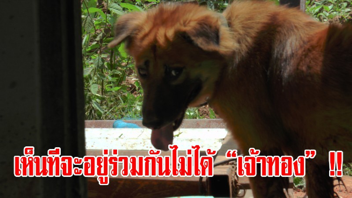 อยากฆ่าแต่ทำไม่ได้!? เจ้าของ "เจ้าทอง" วอนผู้รู้รับไปเลี้ยง หลังกัดลูกชายสาหัส ทำเอาผวาไม่กล้าให้ข้าว กลัวจะดุขึ้นเพราะความหิว (มีคลิป)