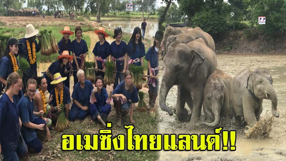 โด่งดังไปทั่วโลก!! ทีมดารา-นักร้องชื่อดัง พานักท่องเที่ยวชาวต่างชาติ กว่า 50 ชีวิต บินลัดพา มาลงแขกดำนาร่วมกับช้าง (มีคลิป)