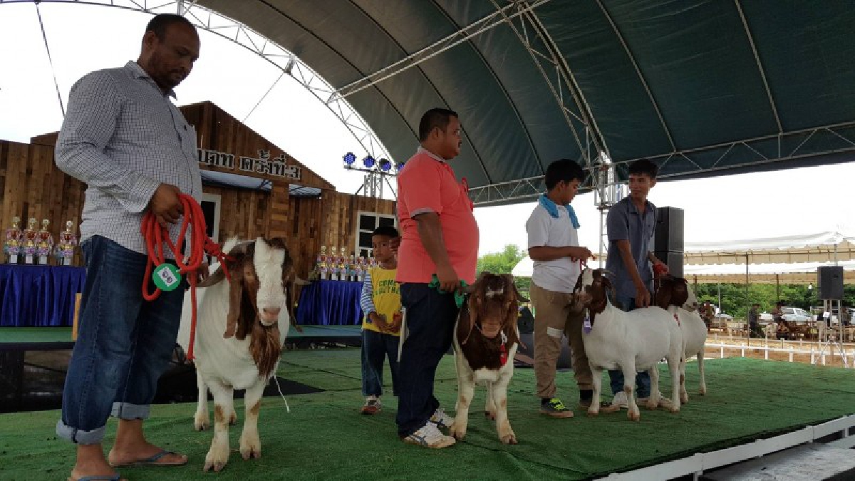 ปศุสัตว์ชัยนาท จัดประกวดแพะ - แกะ ค้นหาสายพันธุ์ดี รองรับตลาด AEC