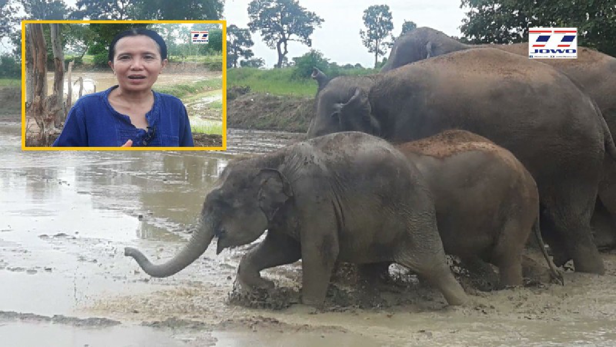 ในวันที่มีความหวัง!! ช้างที่บ้านขุนไชยทองกับกิจกรรมก้าวแรกของหมู่บ้านช้าง ที่ช้างกับคนได้ทำกิจกรรมร่วมกันอย่างไร้พันธนาการ (มีคลิป)