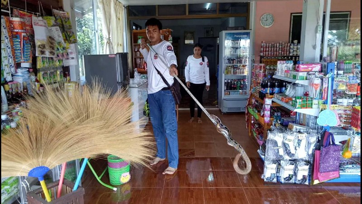 สะดุ้งตัวลอย!! หนุ่มร้านขายของชำ เดินเข้าบ้าน หางตาเหลือบเห็นอะไรไหวๆ เดินไปดูแทบช็อกงูซุกตัวในตู้เก็บของ โร่แจ้งกู้ภัยฯจับอย่างไว (มีคลิป)