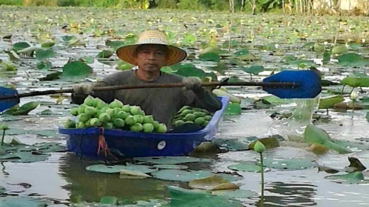 ช่วงนาทีทอง!! ปชช.แห่ทำบุญจำนวนมาก เนื่องในวันพระใหญ่ เกษตรกรทำนาบัวรับทรัพย์อื้อ จนดอกบัวโตไม่ทันเก็บขาย (มีคลิป)