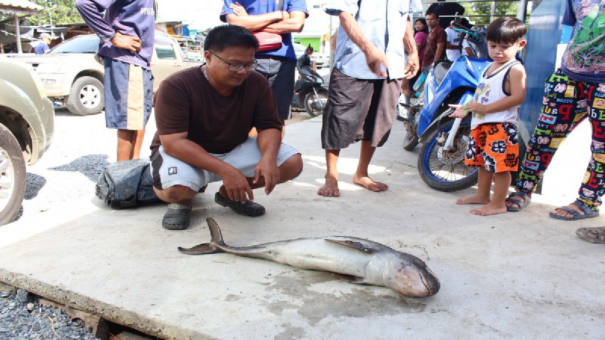 สุดเวทนา!! พบลูกโลมาอิรวดีหลงฝูง ลอยเกยตื้นริมคลองขุนสมุทรจีน ชาวบ้านเร่งช่วยชีวิต แต่สุดยื้อ