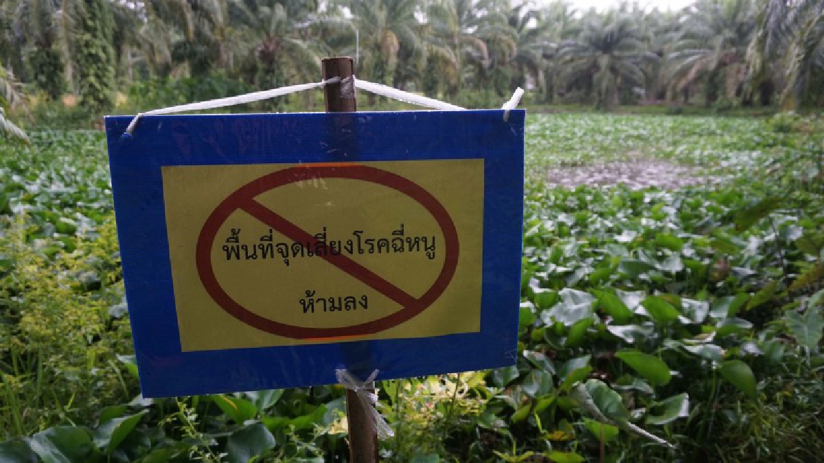 สุดช็อก!! ชาวบ้านวอนหน่วยงานสนใจบ้าง หลังโรคฉี่หนูคร่า นักร้องนำวง &ldquo;ชบาแก้ว&rdquo;ป่วยแค่ 10 วัน เสียชีวิต ชาวบ้านหวาดผวา ไม่กล้าลงบ่อน้ำ(ชมคลิป)