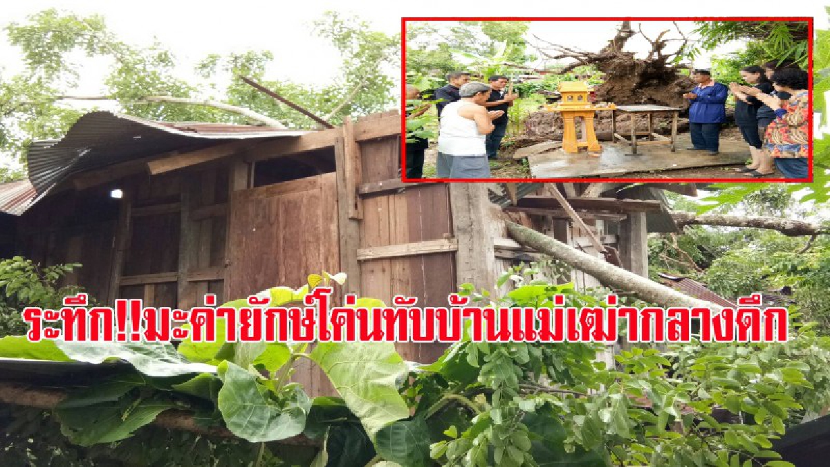 ระทึกกลางดึก!!!มะค่ายักษ์อายุกว่า 300ปี ล้มทับบ้านแม่เฒ่าหลังพายุลมฝนกระหน่ำ!!เผยรู้สึกใจหายเกิดมาก็เห็นแล้วและเป็นที่กราบไหว้บูชาของชาวบ้าน