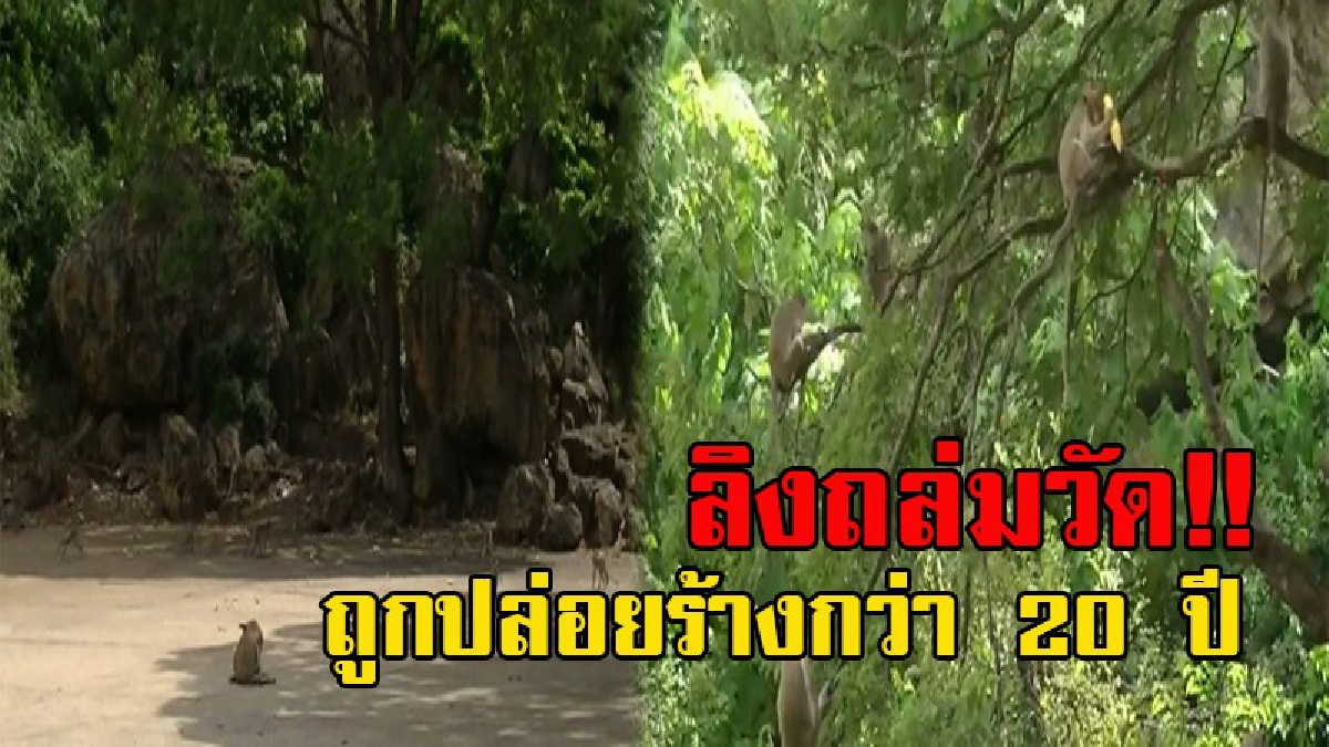 มาฟังเหตุผลอีกมุม!? เปิดใจวัดเขาเจดีย์ สาเหตุที่เลี้ยงหมาไว้ อึ้งโดนฝูงลิงถล่มโบถส์ จนต้องปล่อยทิ้งร้าง มานานกว่า 20 ปี (มีคลิป)