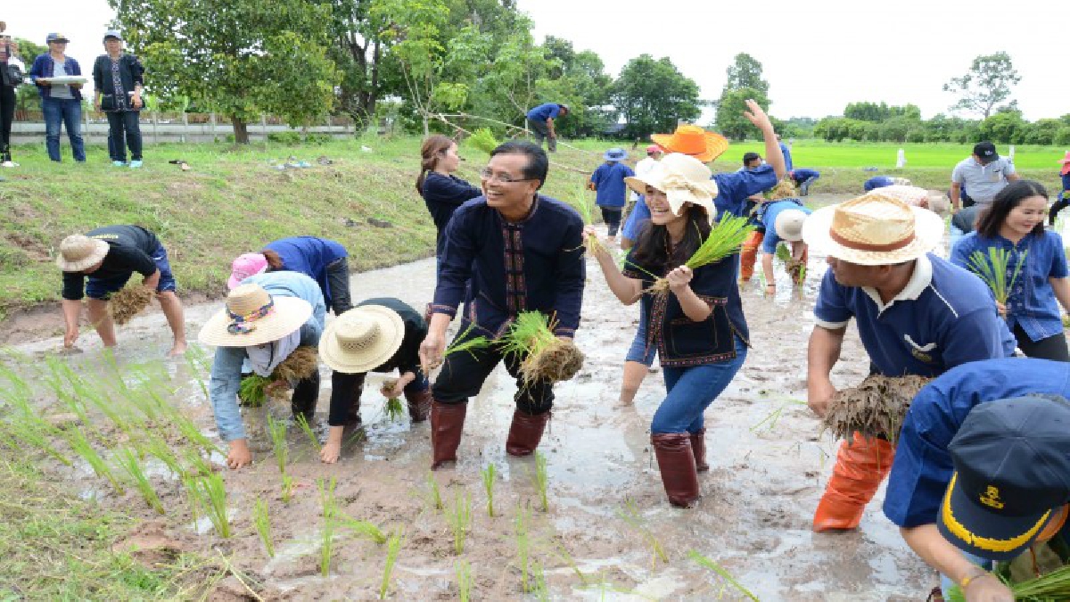 พ่อเมืองกาฬสินธุ์ นำครอบครัวร่วมลงแขกดำนาช่วยลดลดต้นทุนการผลิตค่าจ้างแรง ฟื้นประเพณีวิถีชีวิตชาวอีสาน (มีคลิป)