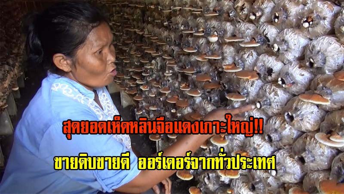 สุดปลื้ม!! สุดยอดเห็ดหลินจือแดงเกาะใหญ่ ขายดิบขายดี ออร์เดอร์จากทั่วประเทศและมาเลเซีย เผยขอบคุณนายกฯที่มอบเงินช่วยเหลือมาลงทุน (มีคลิป)