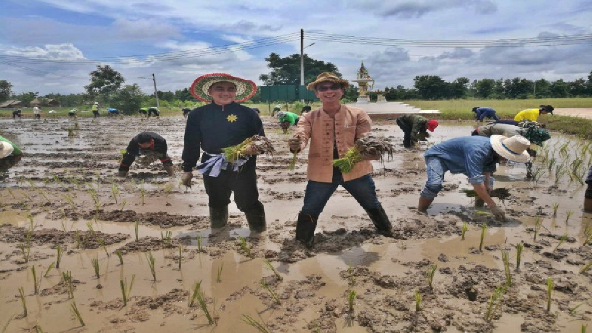 อบต.พิมาน&nbsp;นำร่องเปิดศูนย์เศรษฐกิจพอเพียง นำเยาวชนสืบสานลงแขกดำนาลดต้นทุน ตั้งเป้าเป็นต้นแบบ นำเศรษฐกิจพอเพียง แก้ปัญหาหนี้สิน เกษตร (มีคลิป)