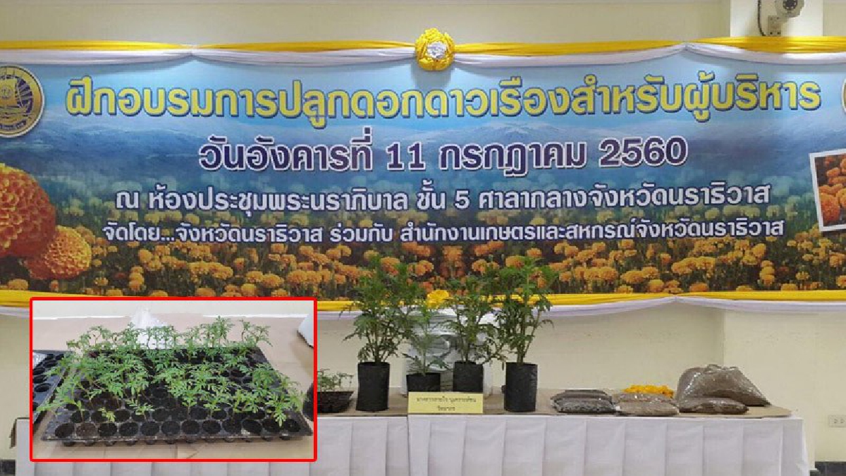 พ่อเมืองนราธิวาส!! นำทีมหัวหน้าส่วนเข้าอบรมปลูกดาวเรือง ได้เชิญชวนให้ปชช. ในพื้นที่ร่วมปลูก พร้อมบานพร้อมกันทั้งจังหวัด
