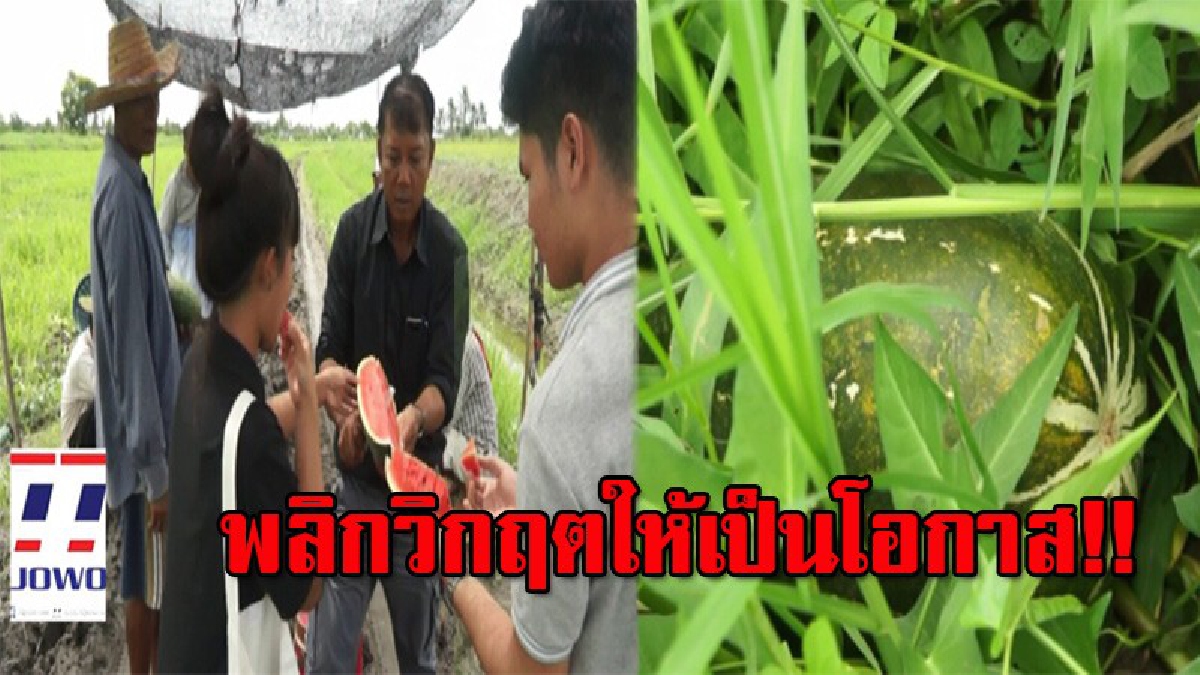 หลังปัญหาภัยแล้งซ้ำซาก เกษตรกรพลิกนาข้าวปลูกแตงโมสร้างรายได้แทน ลูกค้าไม่มีขาด เผยกำไรงามกว่าข้าว 20 เท่า (ดูคลิป)