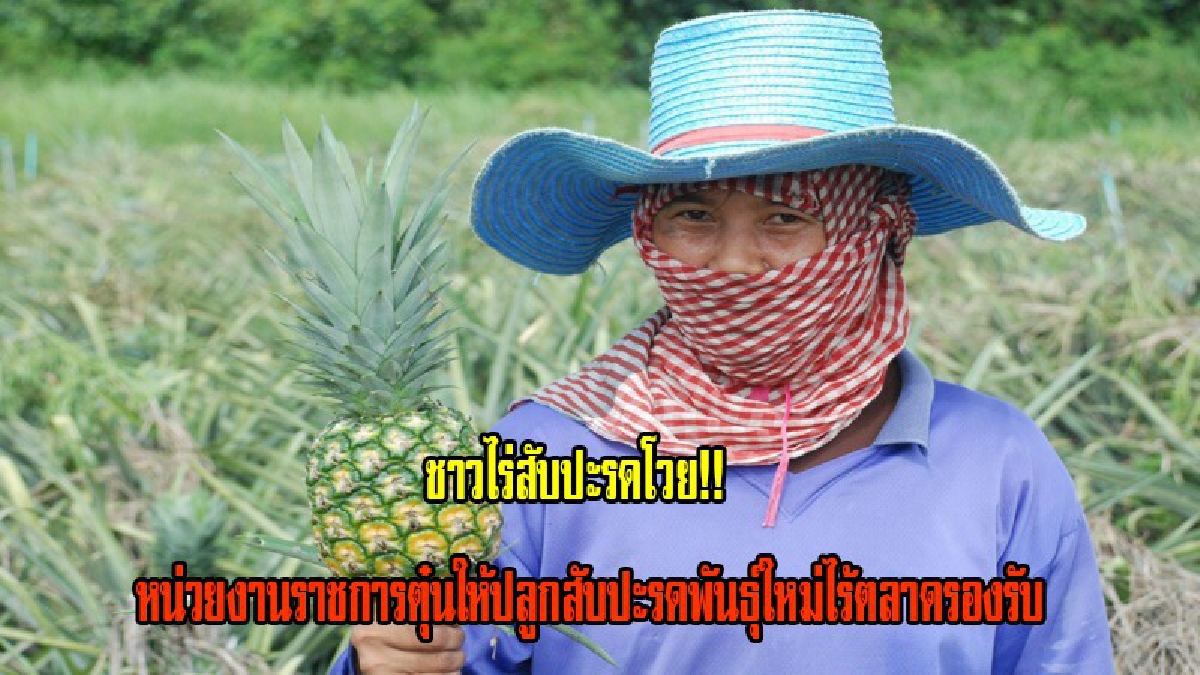 แบบนี้มันหลอกลวงกันชัดๆ!! ชาวไร่อ่าวน้อยโวย โดนหน่วยงานราชการตุ๋น ส่งเสริมให้ปลูกสับปะรดพันธ์ใหม่แต่ไร้ตลาดรองรับ