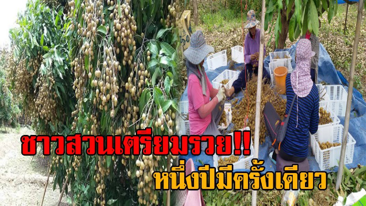 โอกาสทอง หนึ่งปีมีครั้งเดียว!! ชาวสวนลำไยเตรียมเฮ พาณิชย์ลำพูน เปิดราคากลาง สดช่อ เกรด AA สูงถึง 40 บาท ตลาดจีนรับไม่อั้น (ชมคลิป)