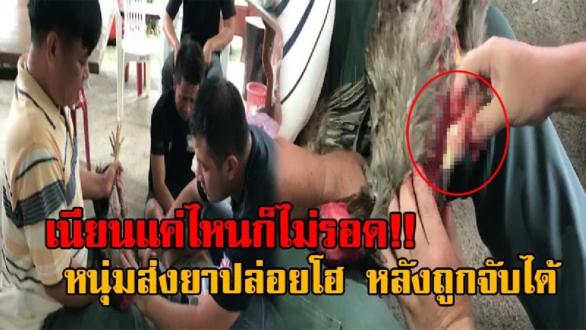 เดรัจฉานมาเกิด!! คดีแรกของประเทศไทย ตร.รวบหนุ่มอุดร เอายาบ้ายัดใส่คอไก่ชน หวังตบตาเจ้าหน้าที่ เจ้าตัวหน้าซีดยิ่งกว่าไก่ต้ม หลักฐานคาคอ(คลิป)
