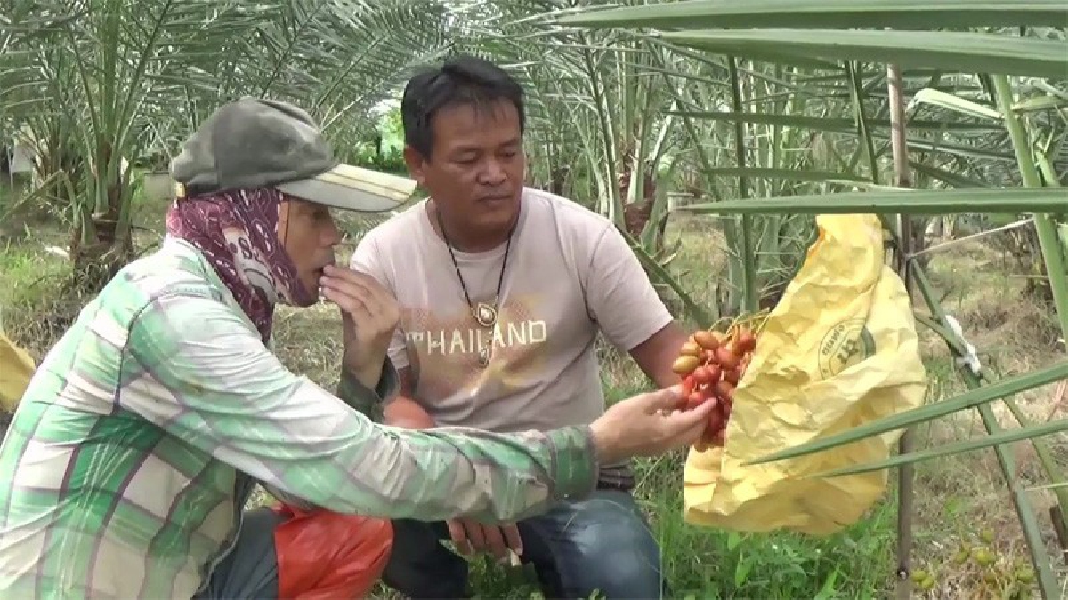 ชาวนาจำปาหล่อ หันมาปลูกอินทผาลัม สร้างรายได้อย่างงาม เผยเป็นพืชทางเลือกปลูกง่ายขายได้ทั้งผลผลิตและทำเป็นไม้สวนประดับตกแต่งในบ้าน(มีคลิป)