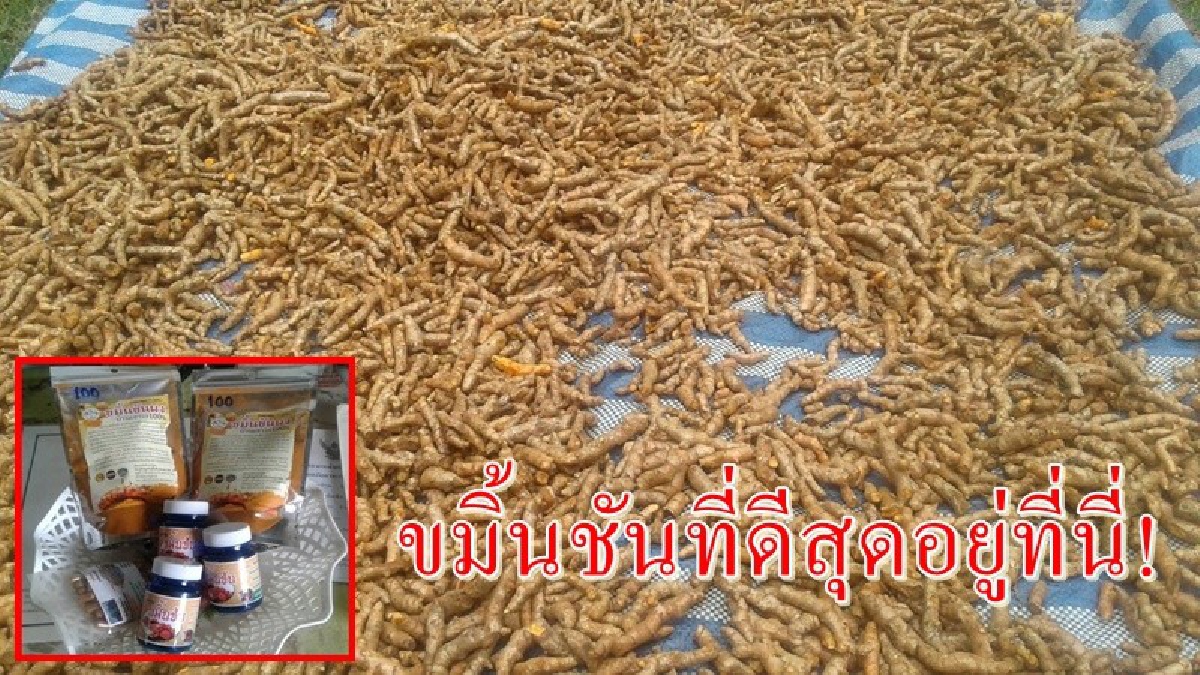 ขมิ้นชันที่ดีที่สุด!! ชาวบ้านวังขุม ใช้พื้นที่ว่างในสวนยาง ปลูกขมิ้นชันทดแทนรายได้ยางพาราตกต่ำ ผ่านงานวิจัยคุณภาพระดับโลก (มีคลิป)