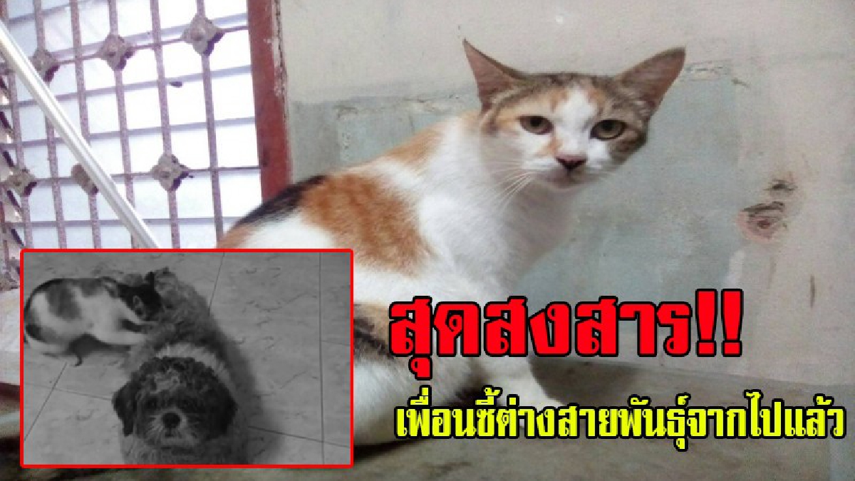 สุดเศร้า!? คลิปแมวนวดให้สุนัข ที่เคยโด่งดังในโลกโซเชียล ขวัญกระเจิงเมื่อพบเพื่อนซี้ ถูกรถชนเสียชีวิตคาที่ ไม่ร่าเริงเหมือนแต่ก่อน!? (มีคลิป)