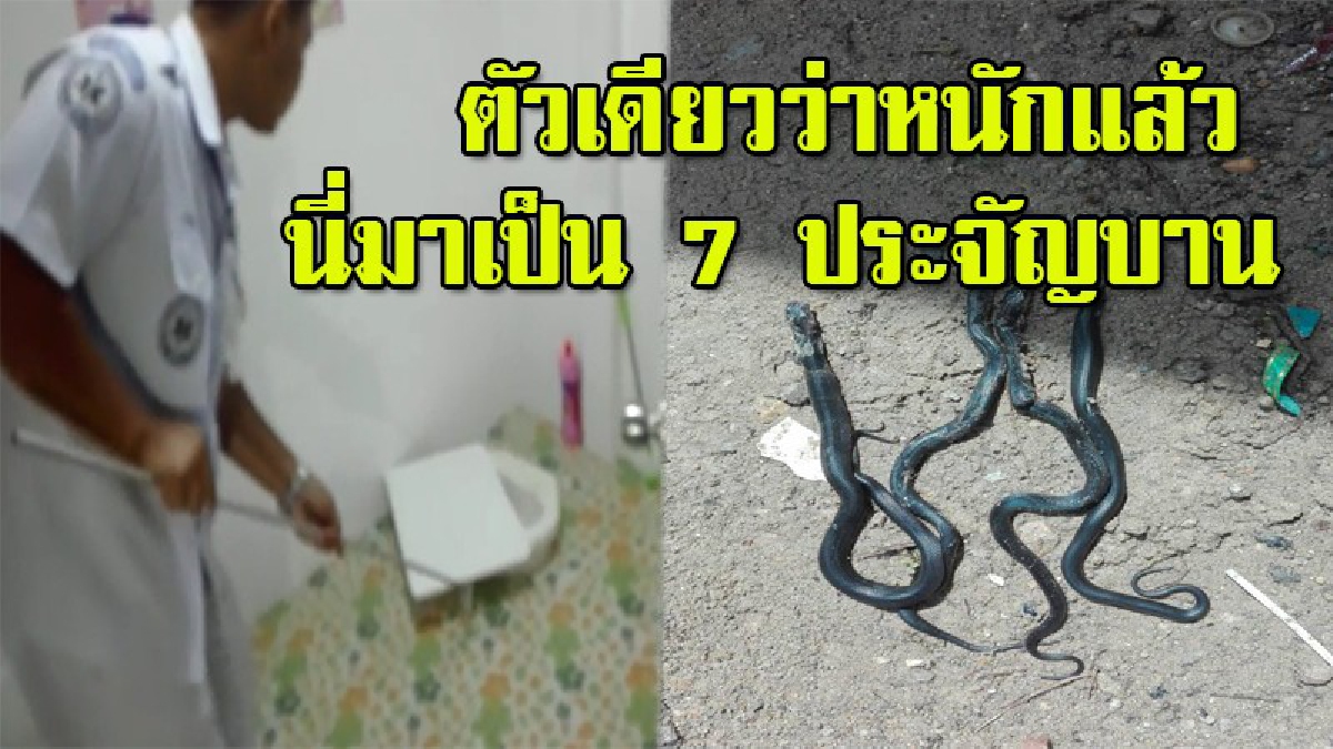 อยู่ไม่ได้แล้วบ้านนี้!! สาวสะดุ้งตัวลอย งูเห่าโผล่โถส้วม 7 ตัว กู้ภัยฯเร่งตรวจสอบ พบคราบตัวใหญ่เพิ่งลอกหมาดๆ (ชมคลิป)
