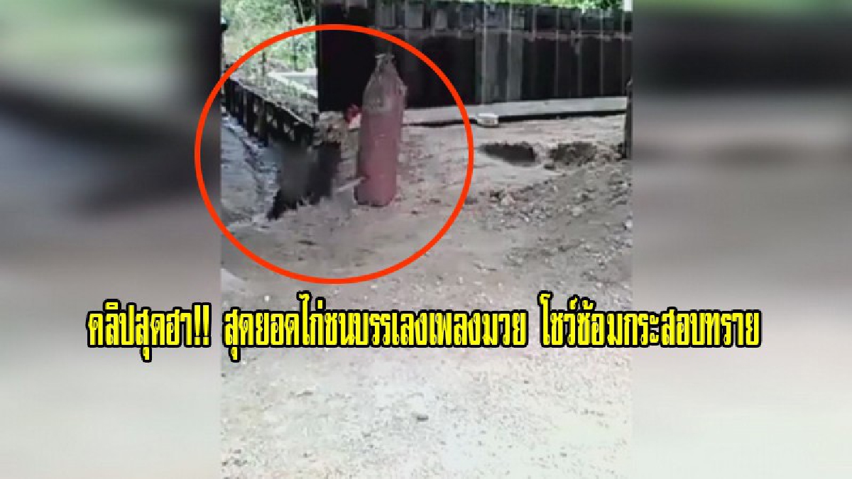 คลิปสุดฮา!! สุดยอดไก่ชนบรรเลงเพลงมวย โชว์ซ้อมกระสอบทราย ยังกะนักมวยอาชีพ ชาวเน็ตแห่ชม แชร์กันกระหึ่ม (ชมคลิป)