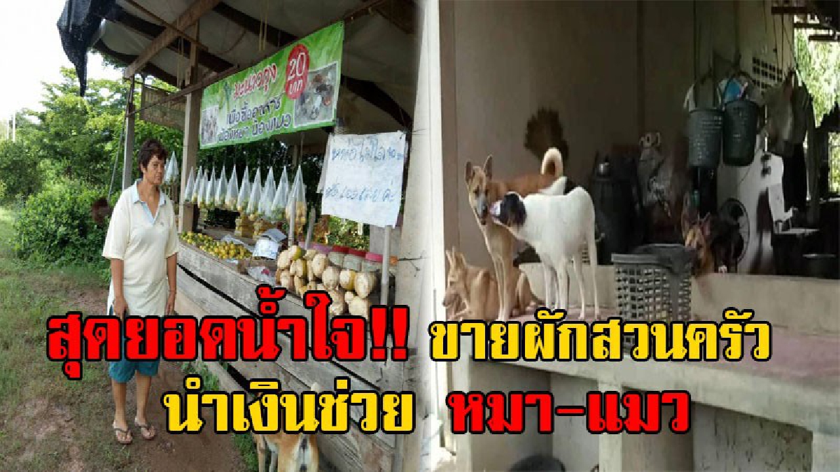 นับถือหัวใจ!! สาวใหญ่วัย52 นำพืชผักสวนครัวแขวนขาย โดยให้ผู้ซื้อจ่ายเงิน ตามความซื่อสัตย์ เพื่อนำไปซื้ออาหารเลี้ยง หมา-แมวเกือบ 100 ชีวิต