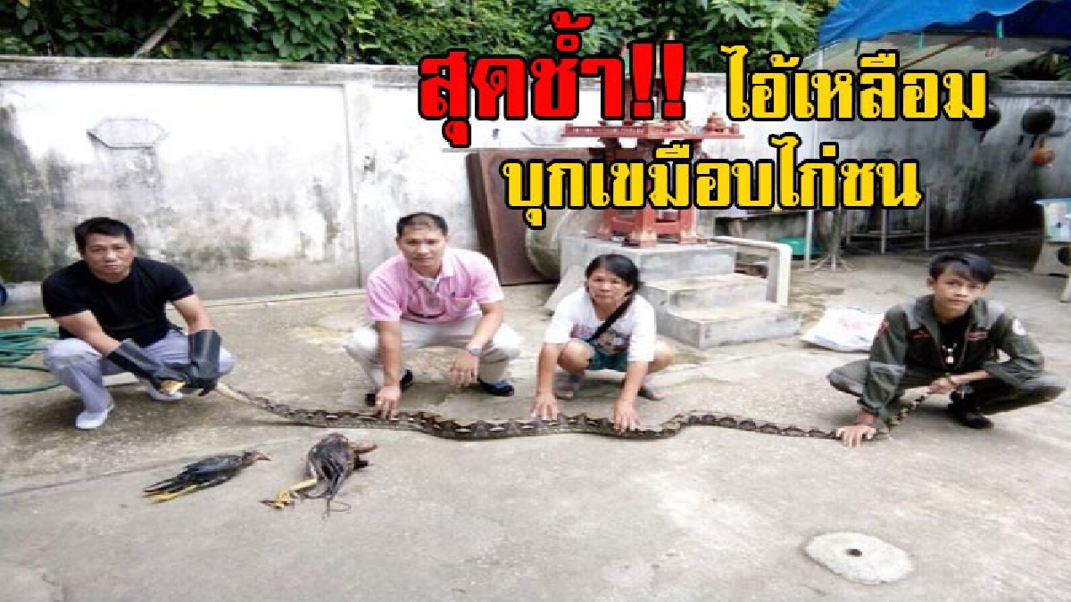 ไอ้เหลือมหัวขโมย!! จนท.จับงูเหลือมยักษ์ เลื้อยเข้าเขมือบไก่ชนราคาแพง เจ้าของสุดช้ำ เผยชนะมาแล้วหลายสังเวียน คนขอซื้อห้าหมื่นยังไม่ขาย (คลิป)