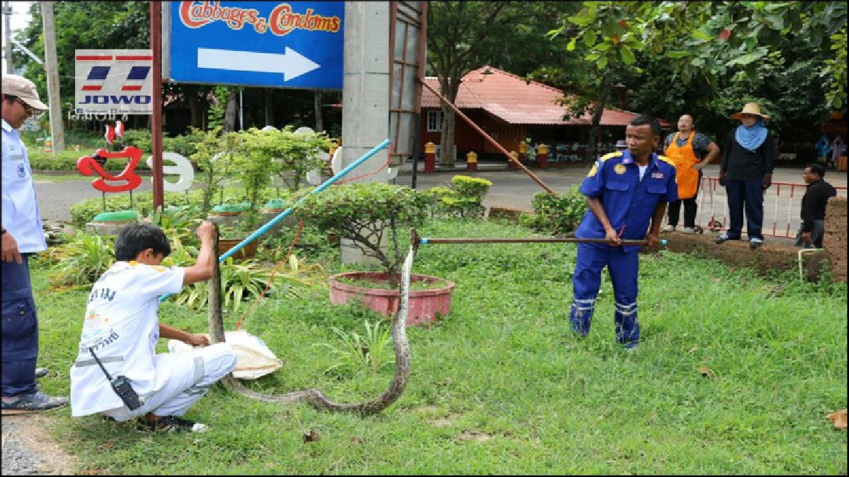 รปภ.ถึงกับผงะ!!พบงูเหลือมขนาดใหญ่นอนขดตัวอยู่บริเวณหน้าร้านอาหาร จนท.กู้ภัยเร่งจับกันวุ่นเกือบ20นาที เล่นเอาลูกค้าผวากันทั้งร้าน!!(มีคลิป)