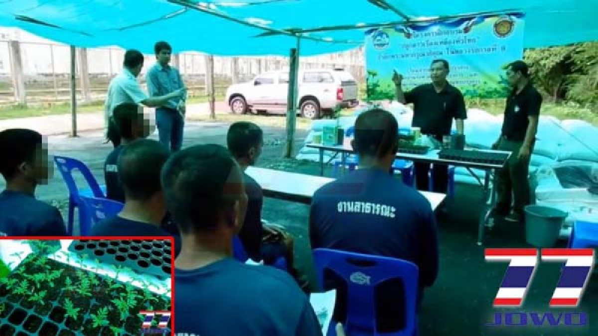 สำนักงานเกษตรสมุทรปราการ เป็นวิทยากรฝึกอบรม ผู้ต้องขัง เรือนจำคลองด่าน เพาะปลูกต้นดาวเรือง 1 หมื่นต้น ถวายพระเพลิงพระบรมศพรัชกาลที่ 9 (คลิป)