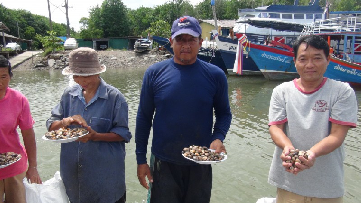 ประมงจังหวัดสตูลจับมือกลุ่มอนุรักษ์ธรรมชาติในชุมชน ทั่วทั้ง 7 อำเภออนุรักษ์หอยตลับ ปล่อยคืนสู่แหล่งธรรมชาติ 3 แสนตัว