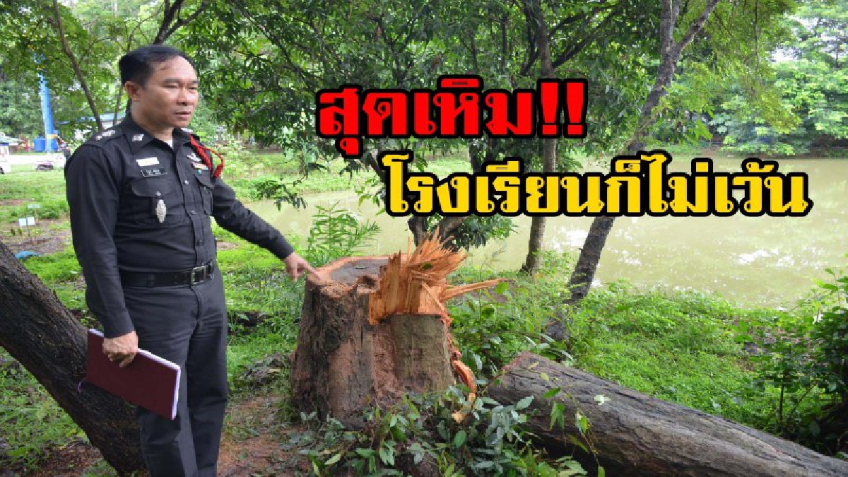 ในโรงเรียนก็ไม่เว้น!!แก๊งล่าไม้พะยูงสุดเหิม บุกตัดในโรงเรียน แบบไม่สนหน้าไหน รปภ.เห็นยังต้องหลบ ตร.เชื่อคนต่างถิ่นเท่านั้น(ชมคลิป)