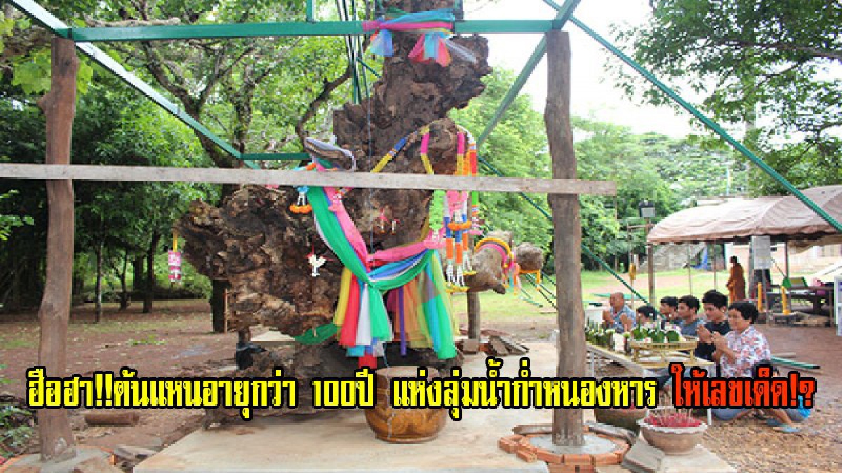 งวดนี้มาแน่!!ต้นแหนอายุกว่า100ปี แห่งลุ่มน้ำก่ำหนองหาร ให้เลขเด็ด!? ชาวบ้านแห่ซื้อลอตเตอรี่ขายหมดเกลี้ยงแผง ประชาชนจากต่างจังหวัดแห่กราบไหว้