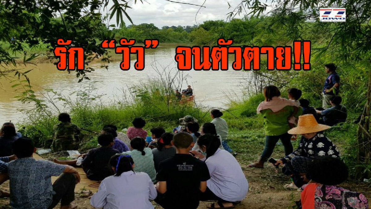 ห่วงวัวมากกว่าชีวิต!! ชาวนาเห็นวัวลอยคอข้ามลำน้ำจะกลับคอก แต่ขึ้นฝั่งไม่ได้ จึงกระโดดลงไปช่วย โชคร้ายจมน้ำดับอนาถ (มีคลิป)
