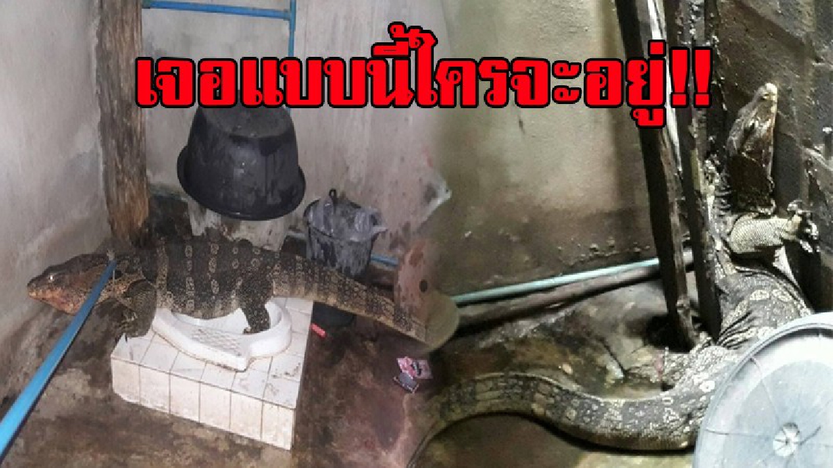 หัวใจแทบวาย!? ป้าลำพอง เดินไปจะเข้าห้องน้ำ เปิดประตูไปถึงกับผงะ เจอตัวเงินตัวทอง นั่งอยู่บนโถส้วม รีบโร่แจ้งหน่วยกู้ภัย!? (มีคลิป)