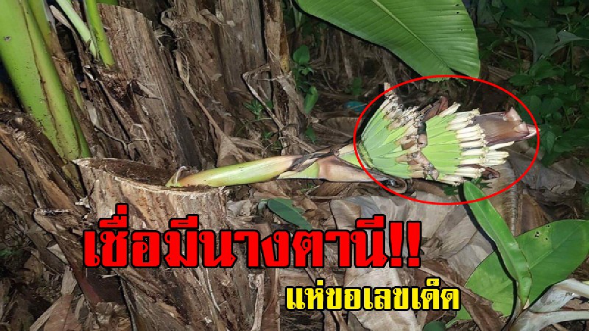 นางตานีให้หวย!! โค้งสุดท้ายก่อนหวยออก ชาวบ้าน หมอไสยศาสตร์ ทำพิธีขอหวยนางตานีกลางดึก-หลังพบต้นกล้วยตานีถูกตัด แต่ดันมีเครือโผล่ออกมาจากตอ