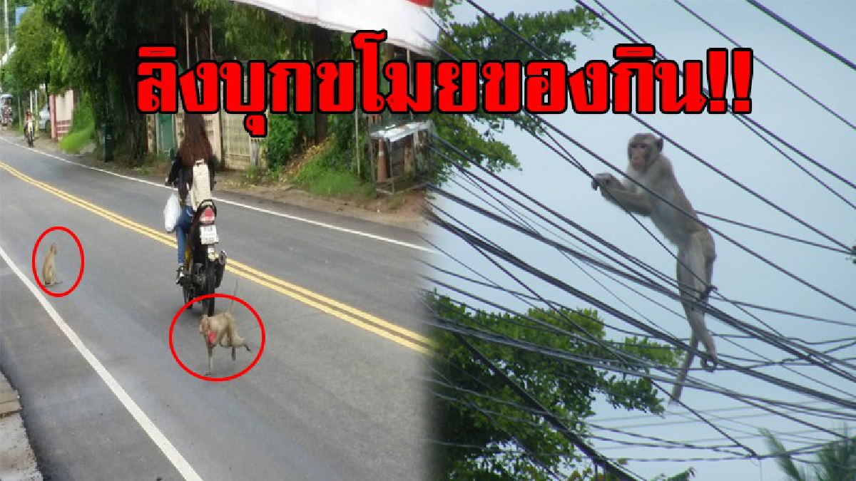 ลิงบุก!! วัดป่าศิลาวิเวก ลิงกว่า 40 ตัว หิวโซ บุกร้านค้าขายของชำ ร้านขายอาหาร บริเวณหลังตลาด สร้างความกลัวให้ชาวบ้าน หวั่นโดนทำร้าย!? (คลิป)