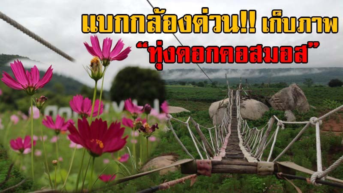 มือเซลฟี่ไม่ควรพลาด!! ที่นี่ที่เดียว “ทุ่งดอกคอสมอส” สวิสเซอร์แลนด์แดนอีสาน แหล่งท่องเที่ยวใหม่ ดื่มด่ำไปกับธรรมชาติ บอกเลยไม่ไปถือว่าพลาด