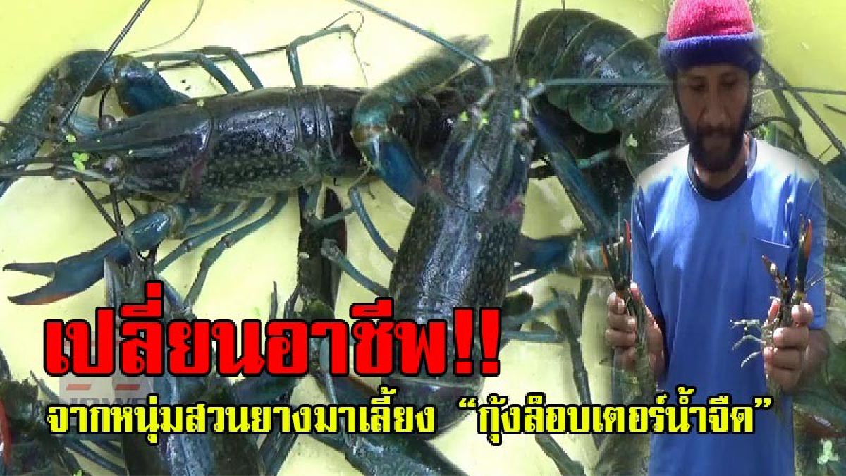 ไม่ปล่อยให้โอกาสหลุดมือ!? ในช่วงเศรษฐกิจราคายางตกต่ำ ทำให้ชาวสวนยาง ผันตัวมาเลี้ยง "กุ้งล็อบเตอร์น้ำจืด" เลี้ยงง่าย สร้างกำไรได้ดี (มีคลิป)