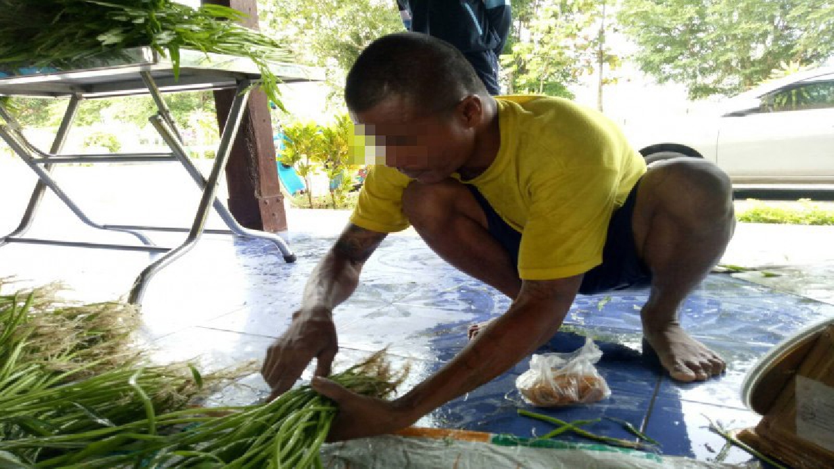 ผักปลอดสารพิษของผู้บำบัดยาเสพติด!! สร้างคน สร้างอาชีพจากการใช้หลักสูตรแนวคิดพระราชดำริในหลวงรัชกาลที่ 9 จนสร้างรายได้อย่างงาม