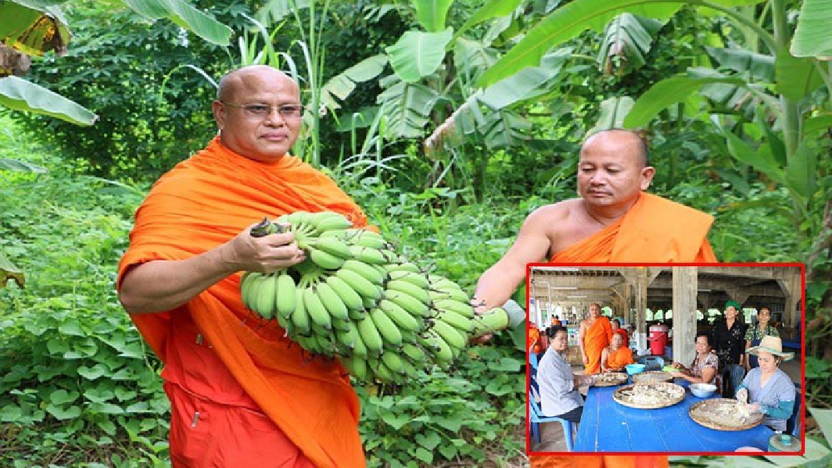 ร่วมมือช่วยกัน!! ผลผลิตกล้วยน้ำว้าล้นตลาด ราคาตกฮวบ หลวงพี่ หลวงพ่อ ชวนชาวบ้าน ตั้งกลุ่มทำกล้วยทอดขายเป็นกิจของสงฆ์ ส่งเสริมด้านสัมมาชีพ