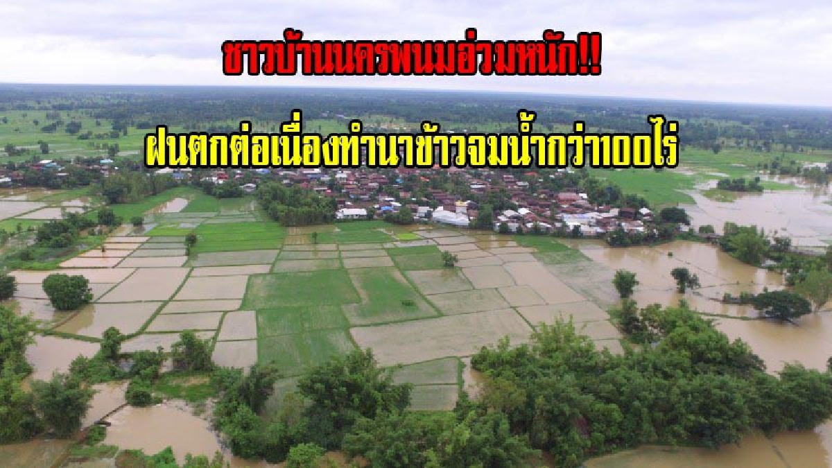 อ่วมหนัก!! ชาวบ้านนครพนมโอด..ฝนตกต่อเนื่อง ทำให้น้ำโขงเริ่มหนุนลำน้ำสาขา อ.นาแก ท่วมนาข้าวกว่า 100 ไร่ เสียหายยับเยิน (มีคลิป)