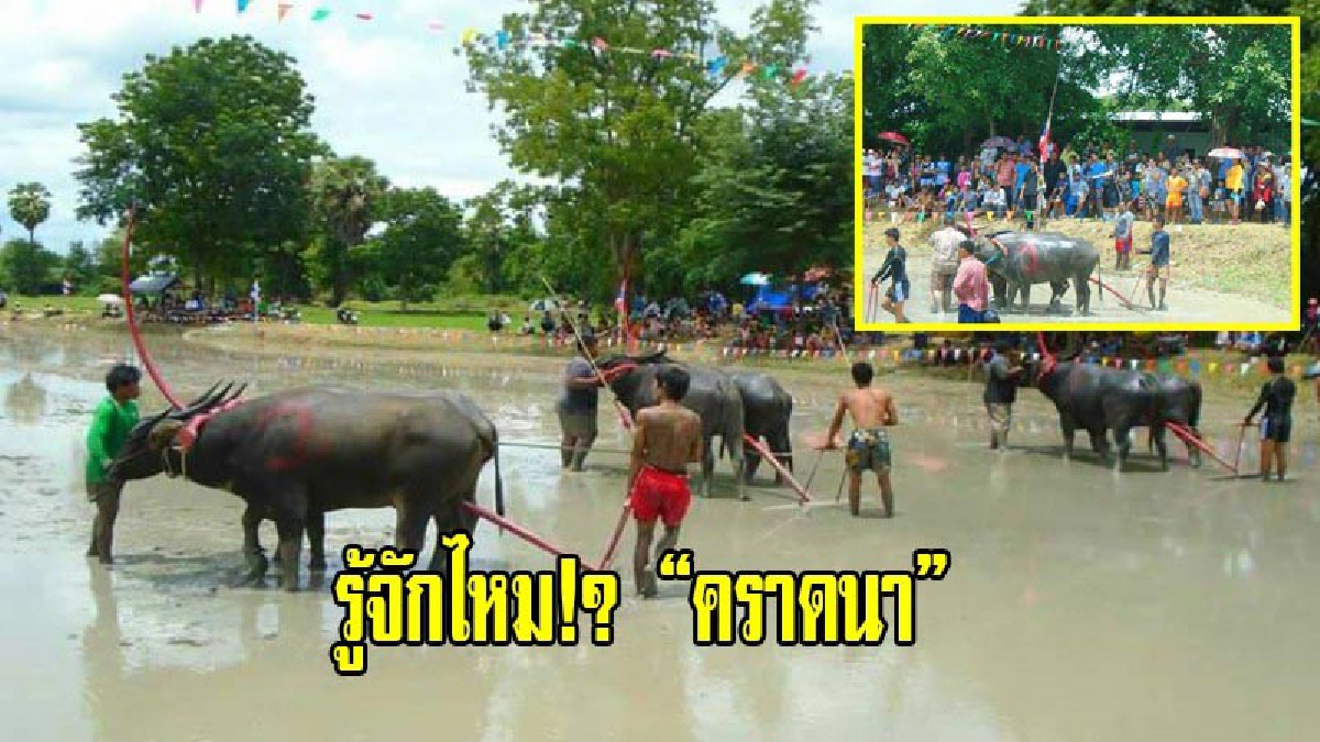 รู้จักไหม &ldquo;คราดนา&rdquo; หมู่บ้านอาชีพหลังสู้ฟ้า หน้าสู้ดิน บ้านขัดแตะ จับควายมาเทียมแข่งคราดนา ถ่ายทอดประเพณีพื้นบ้านโบราณ ให้คนรุ่นใหม่ได้สัมผัส