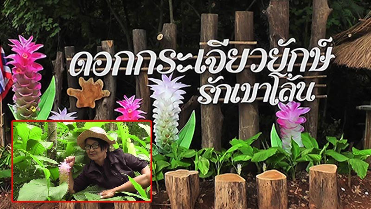 ห้ามพลาด!! เชิญชมทุ่ง "ดอกกระเจียว" บานสะพรั่ง รอรับ นทท.ที่บ้านป่าเขาโล้นเมืองชาละวัน พื้นที่นับร้อยไร่ให้เที่ยวชมความงานธรรมชาติ!? (คลิป)