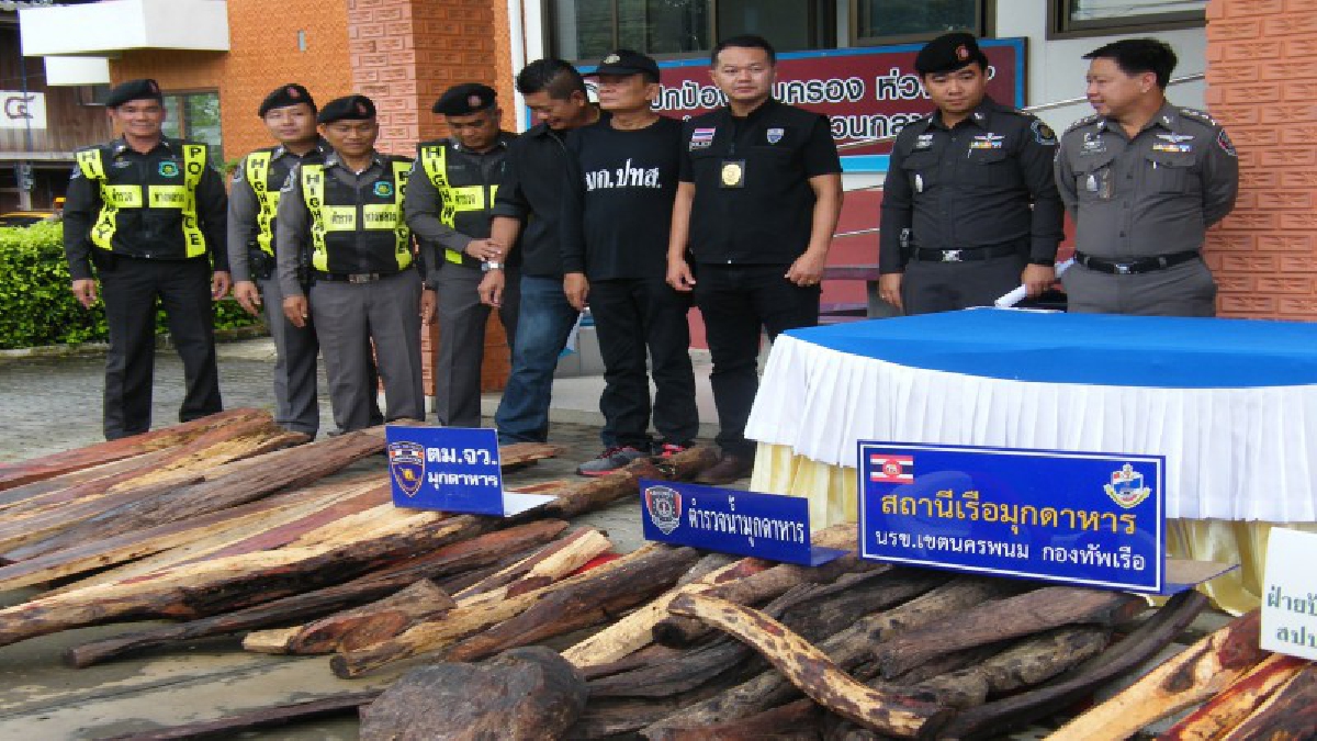 ตำรวจน้ำ มุกดาหาร สนธิกำลัง จับขบวนการลักลอบค้าไม้พะยูง ได้ของกลาง กว่า 66 ท่อน พร้อมผู้ต้องหา 1 คน (มีคลิป)