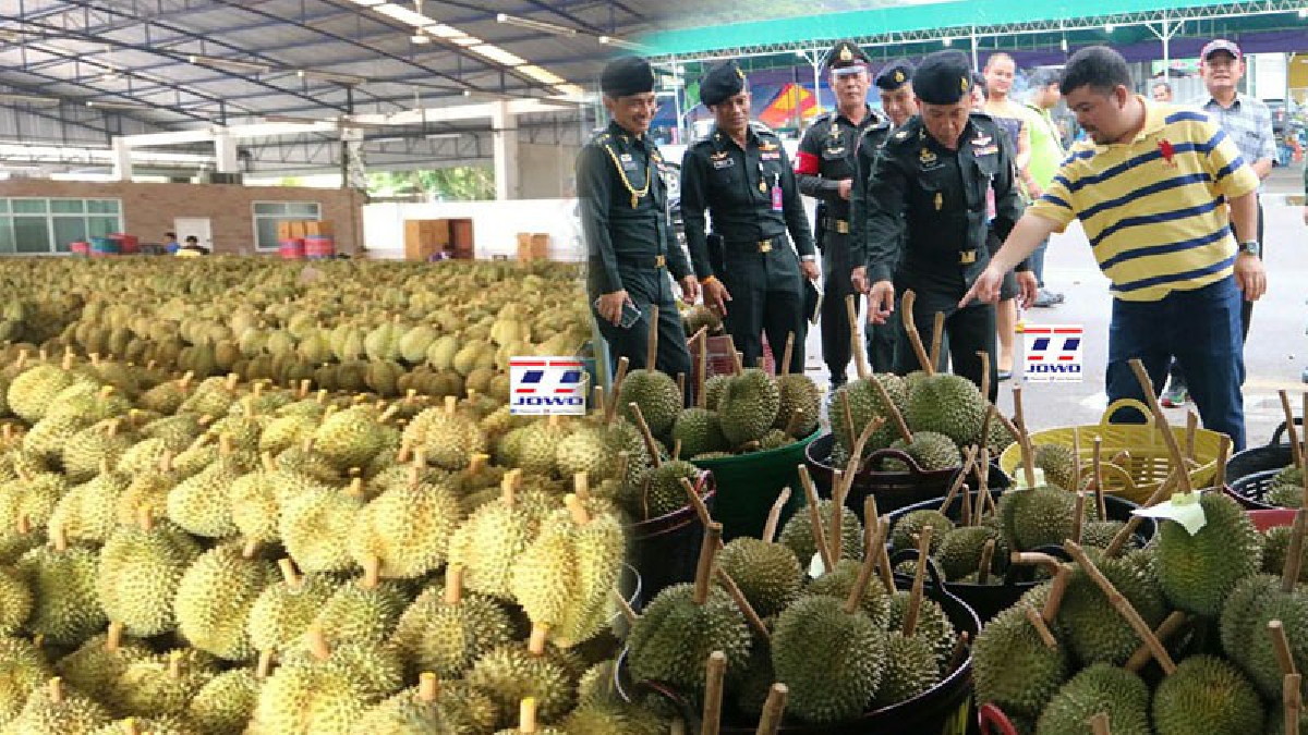 แก้ปัญหาทุเรียนอ่อน-ทหาร มทบ.44 ชุมพร ตรวจเยี่ยมตลาดส่งออกทุเรียน ป้องกันปัญหานำทุเรียนอ่อนส่งออก ชั่งตวงวัด ลงพื้นที่ตรวจสอบเข้ม(มีคลิป)
