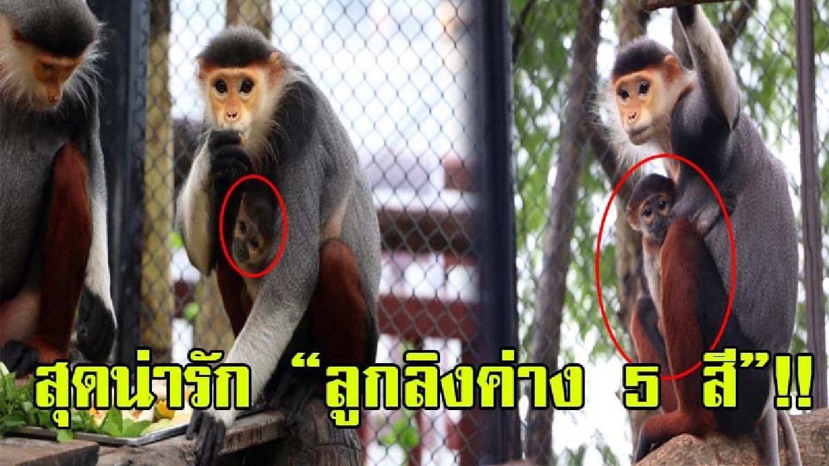 เด็กๆเตรียมกรี๊ด!! เชียงใหม่ไนท์ซาฟารี ได้มีสมาชิกใหม่ “ลูกค่างห้าสี” ของพ่อกินเจกับแม่หงอก สุขภาพแข็งแรง สามารถเข้าชมได้แล้ว!? (มีคลิป)