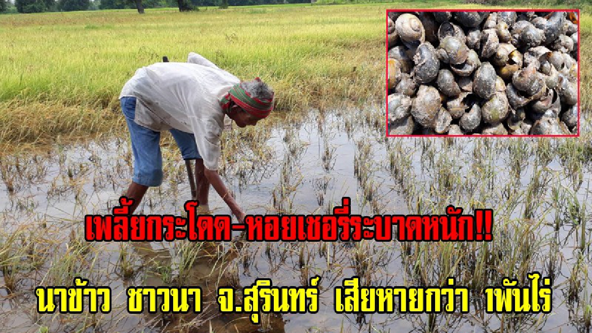 นาข้าวกว่า 1พันไร่ ของเกษตรกรในพื้นที่ 3 ตำบล ของอำเภอศีขรภูมิ จ.สุรินทร์ เสียหายหนักจากเพลี้ยกระโดดและหอยเชอรี่ระบาดอย่างหนัก(มีคลิป)